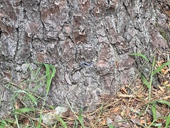 Plestiodon inexpectatus