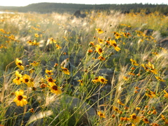 Coreopsis tinctoria