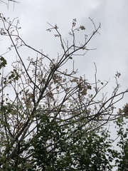 Gmelina arborea