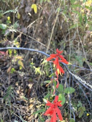 Castilleja tenuiflora