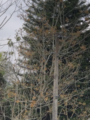 Gmelina arborea