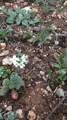 Tomostima cuneifolia