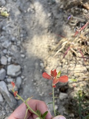 Castilleja tenuiflora