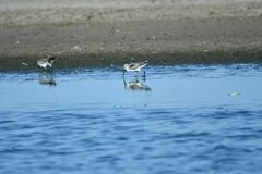 Charadriiformes