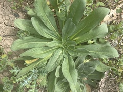 Plectocephalus americanus