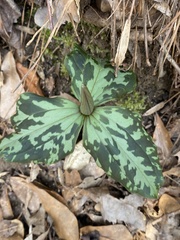 Trillium cuneatum