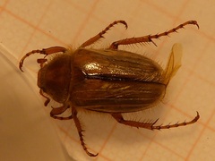 Amphimallon solstitiale