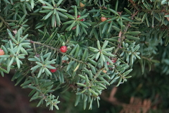 Podocarpus totara