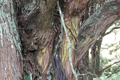 Podocarpus totara