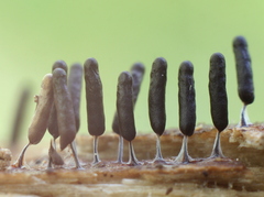 Stemonitopsis typhina