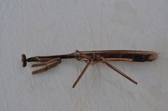 Archimantis latistyla