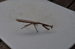 Archimantis latistyla