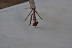 Archimantis latistyla