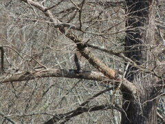Buteo lineatus