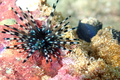 Echinothrix diadema