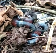 Lampropeltis micropholis
