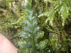 Asplenium billotii