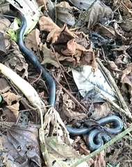 Lampropeltis micropholis