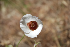 Calochortus venustus