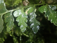 Asplenium billotii