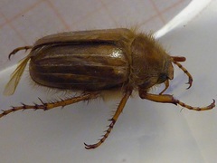 Amphimallon solstitiale