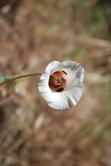 Calochortus venustus