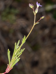 Gilia transmontana