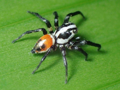 Nycerella delecta