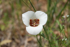 Calochortus venustus