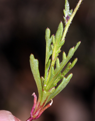 Gilia transmontana