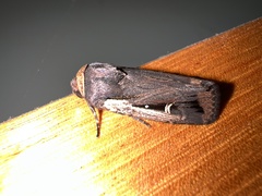 Proteuxoa tortisigna