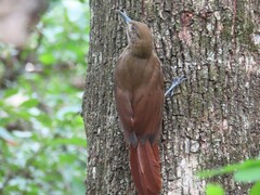 Dendrocincla fuliginosa