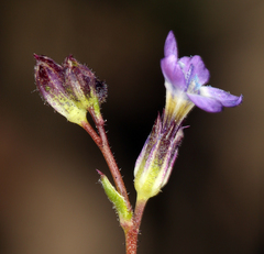 Gilia transmontana
