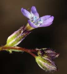 Gilia transmontana