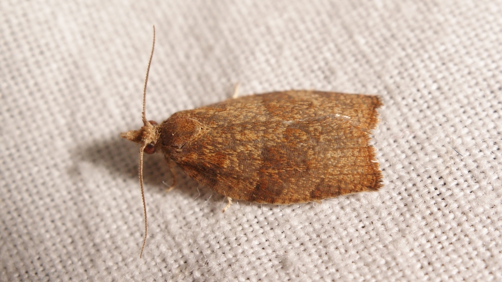 Dark Fruit-tree Tortrix from Monasterioguren, Álava on September 28 ...