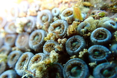 Zoanthus sansibaricus