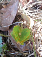 Puccinia oxalidis