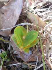 Puccinia oxalidis