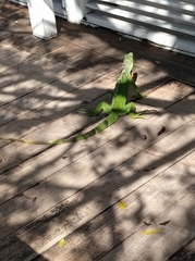 Iguana iguana