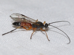 Aleiodes terminalis