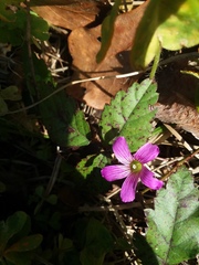Oxalis debilis