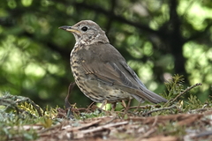 Turdus philomelos clarkei