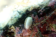 Rhyssoplax linsleyi
