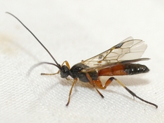 Aleiodes terminalis