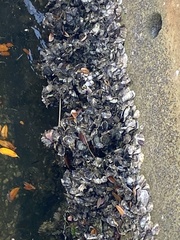 Amphibalanus amphitrite