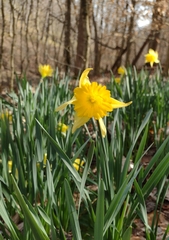 Narcissus