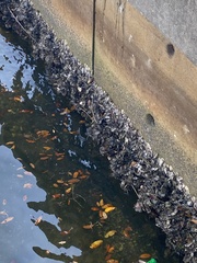 Amphibalanus amphitrite