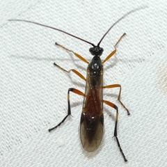 Aleiodes terminalis
