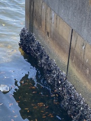 Amphibalanus amphitrite