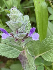 Salvia viridis
